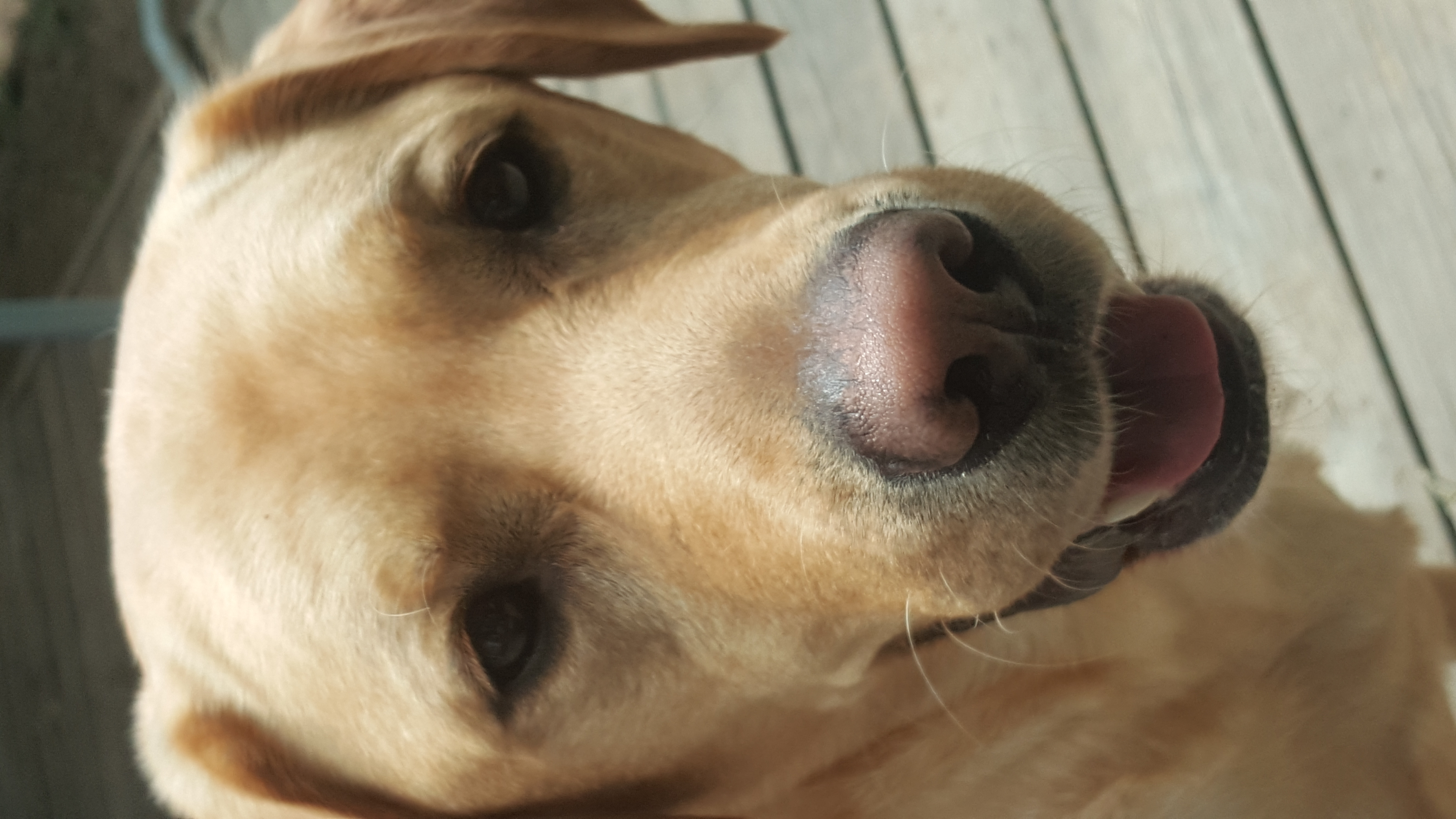 All For Paws's Photo