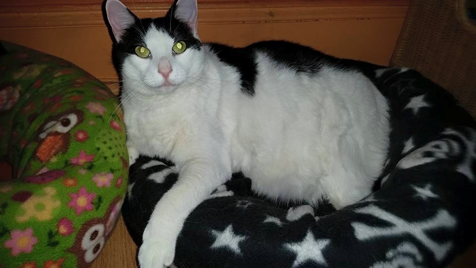 Laura's Pet Service's Photo