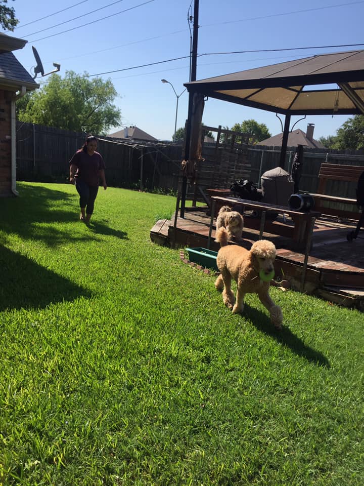 Anny's Dog Walking Biz's Photo