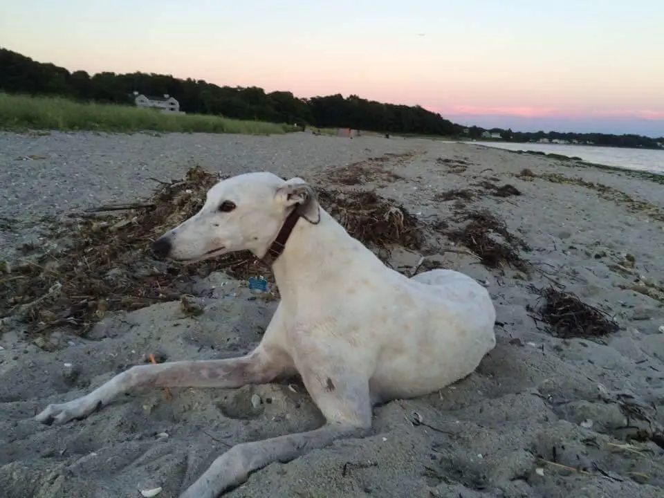 The Grateful Dog's Photo