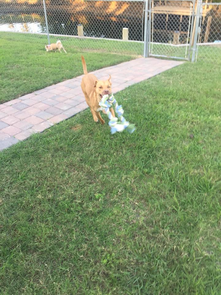 Pet Sitting by Alex's Photo