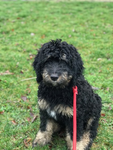 Indy Canine & Co's Photo