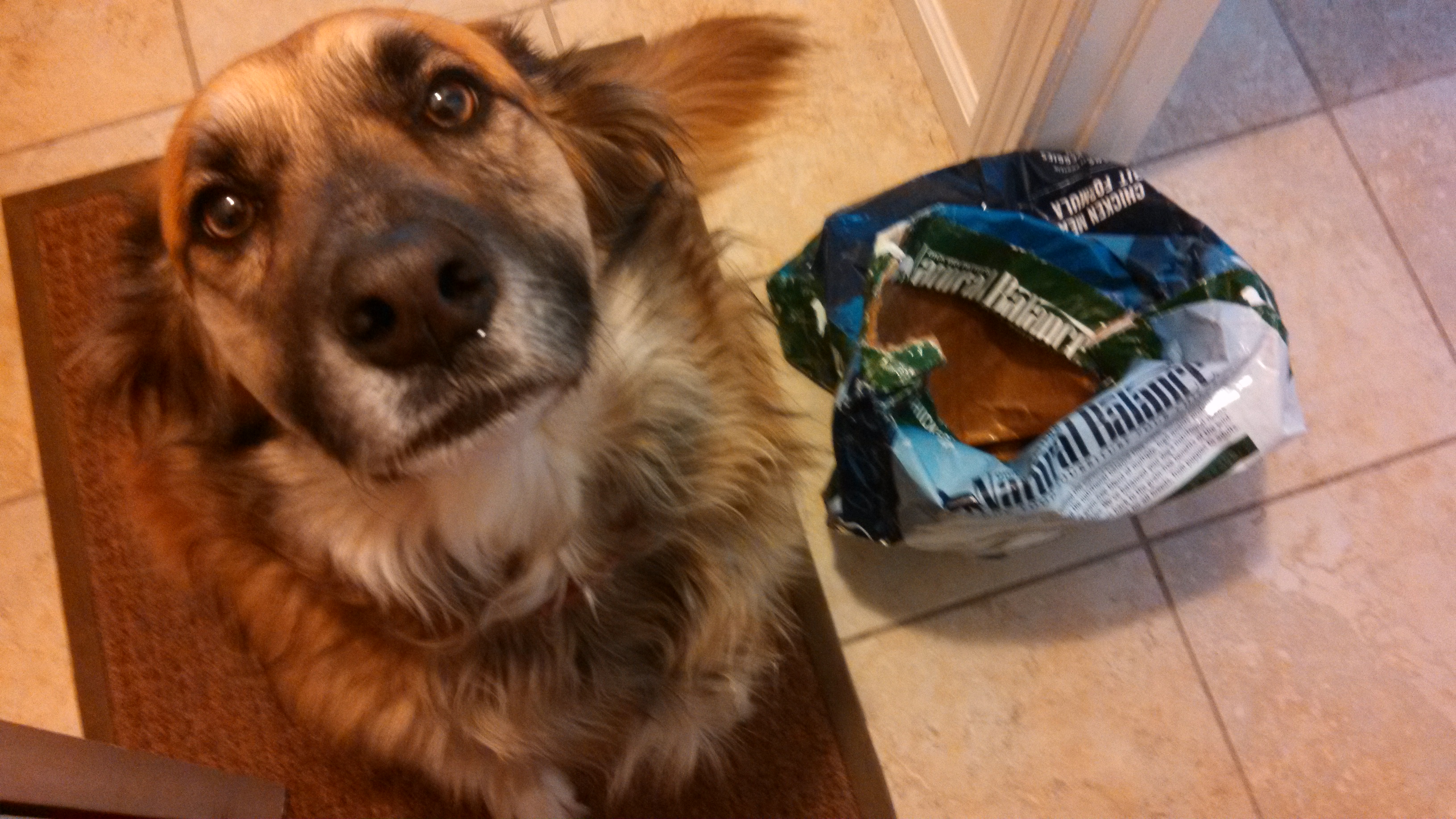 Hooves, Hounds & Whiskers's Photo