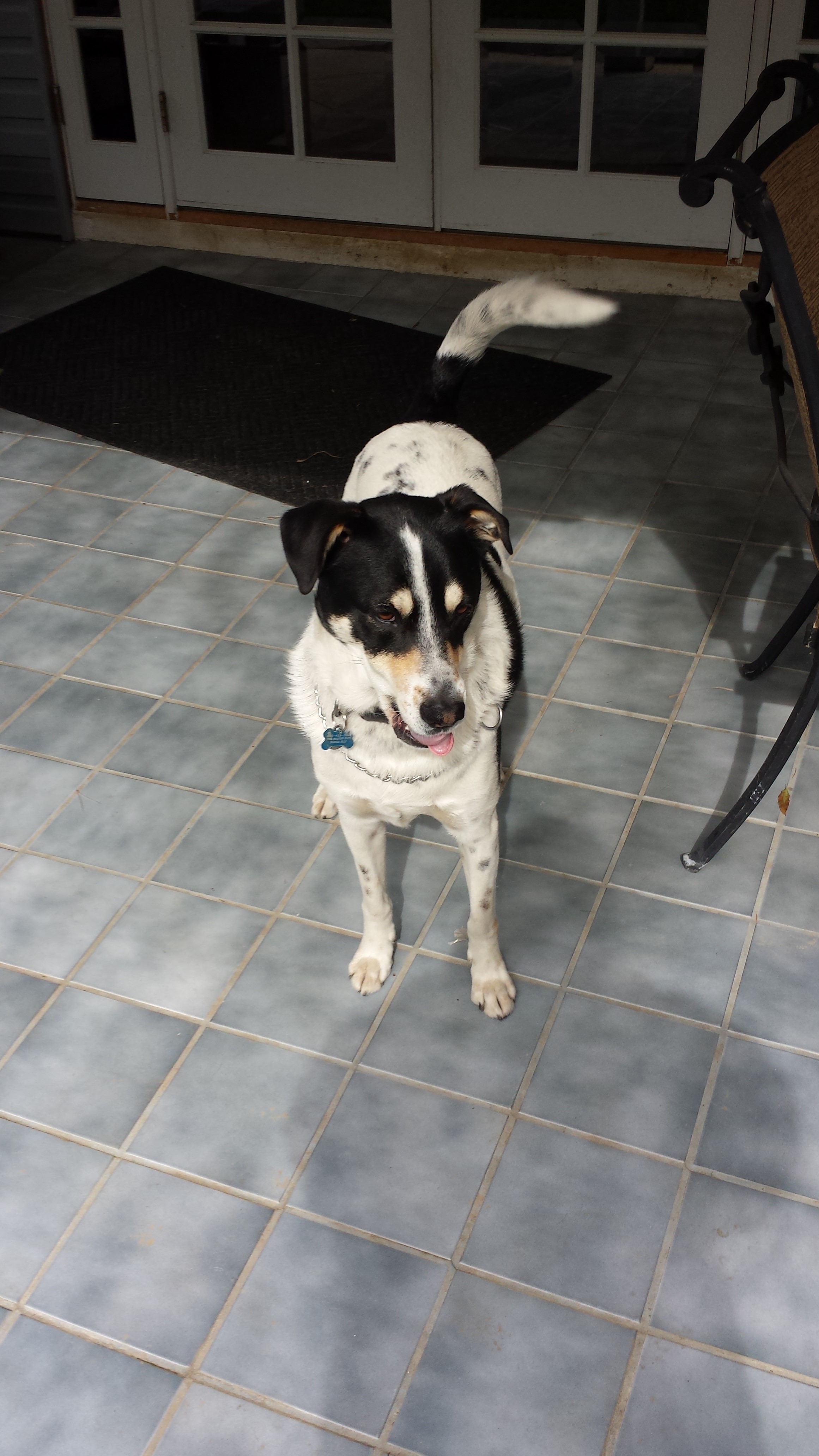 Pet Works, LLC's Photo