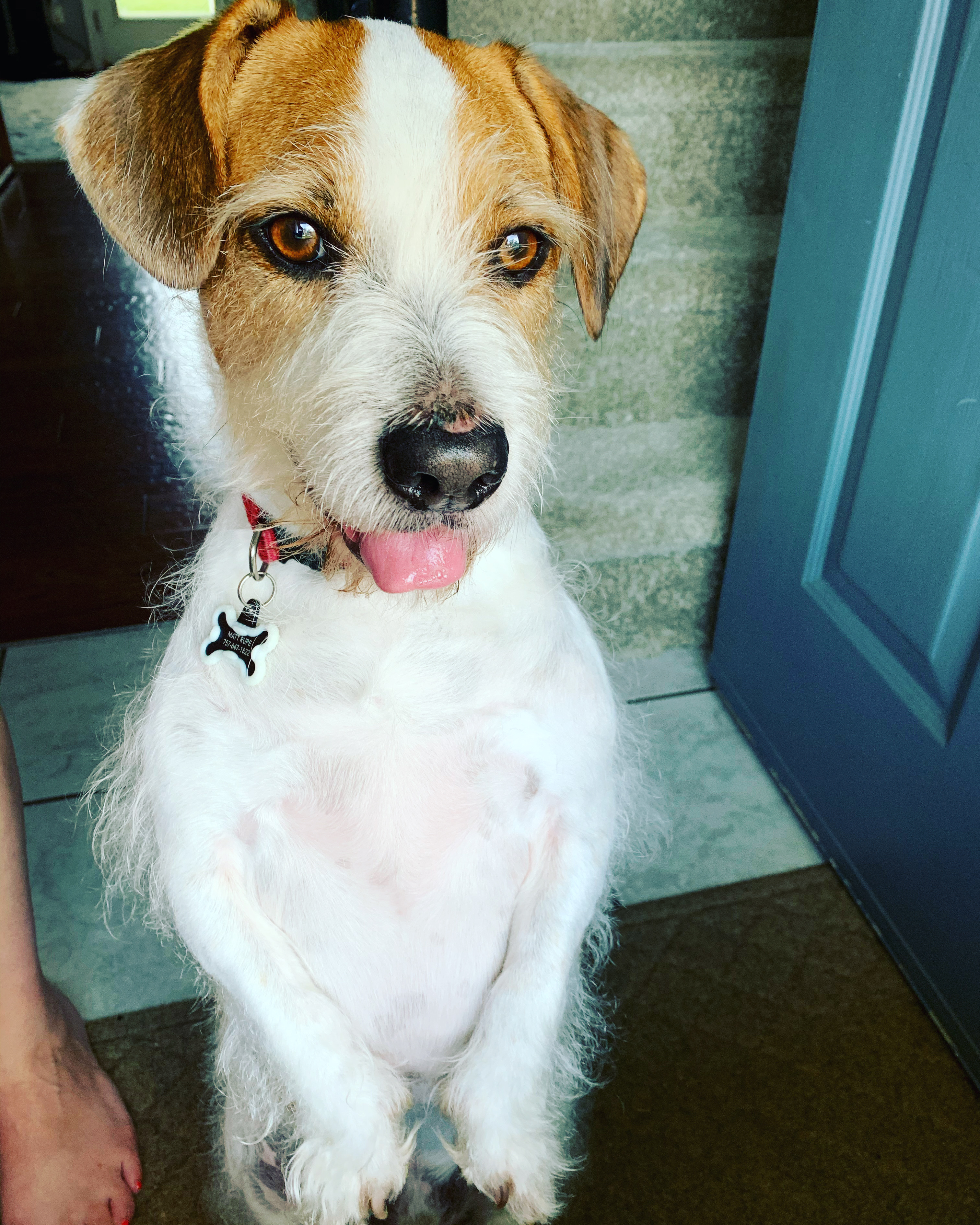 Fuzzy Butts Pet Services's Photo