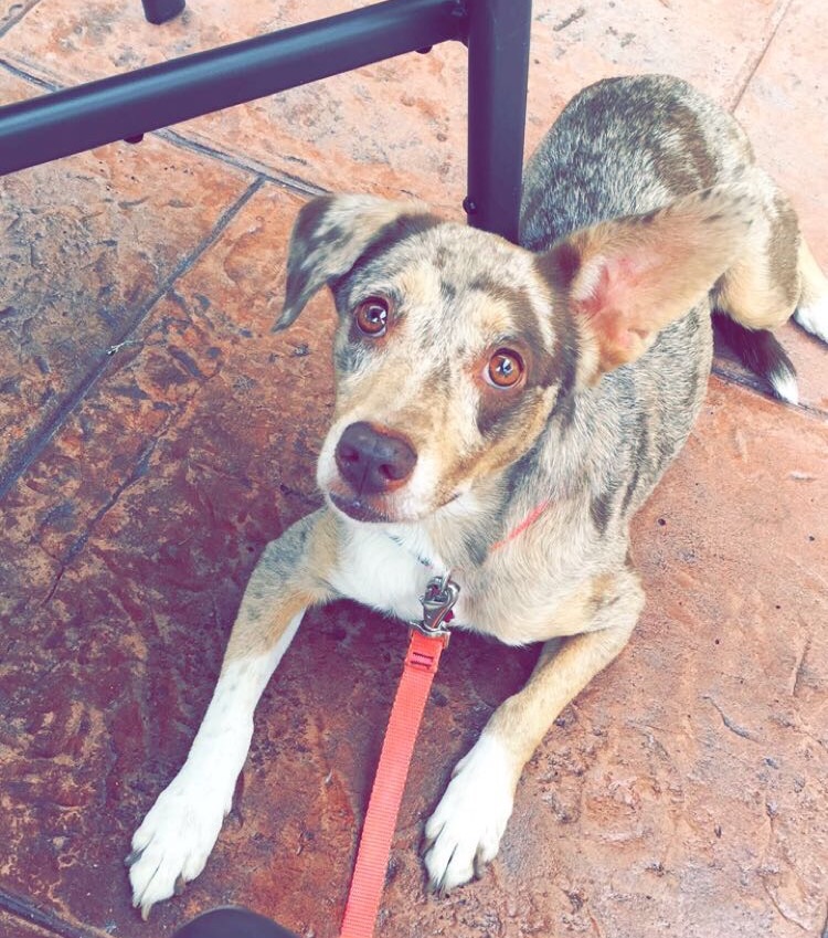 Aussie Mom Pet Sitting's Photo