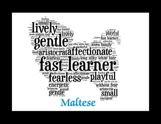 Pawsh Pet Services Inc's Photo