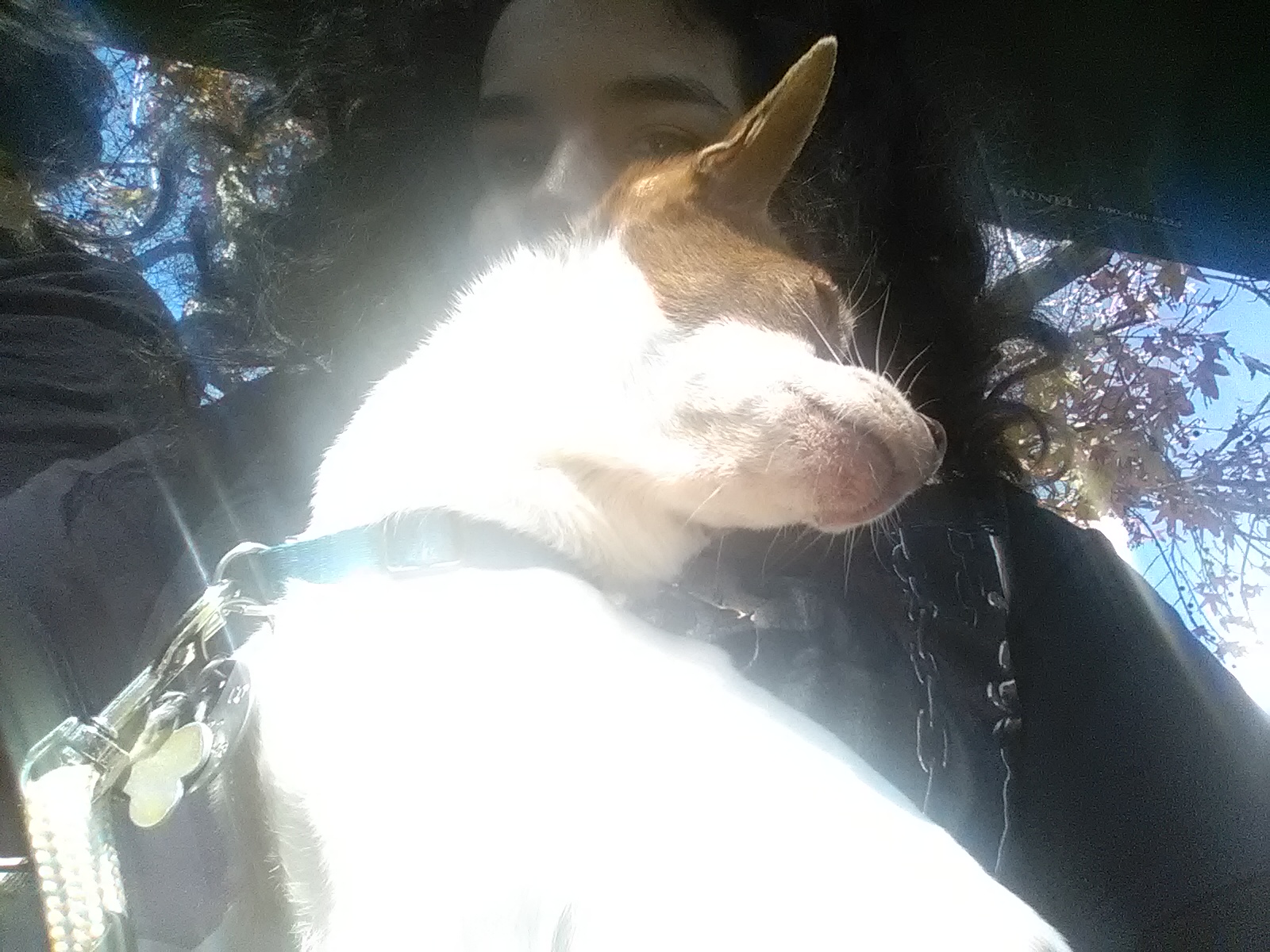 Wanderers Here's Photo