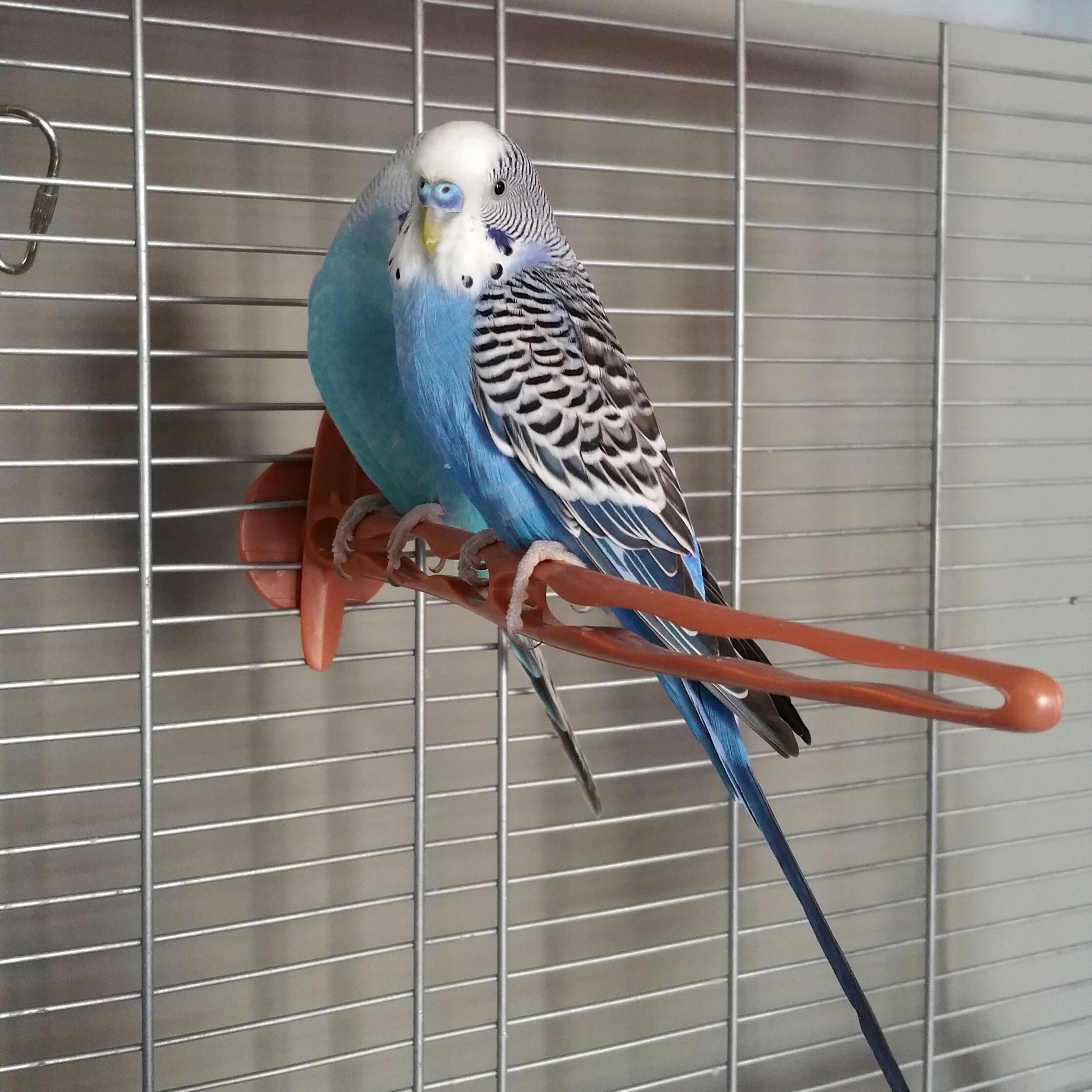 Bumble and Roo Pet Care's Photo