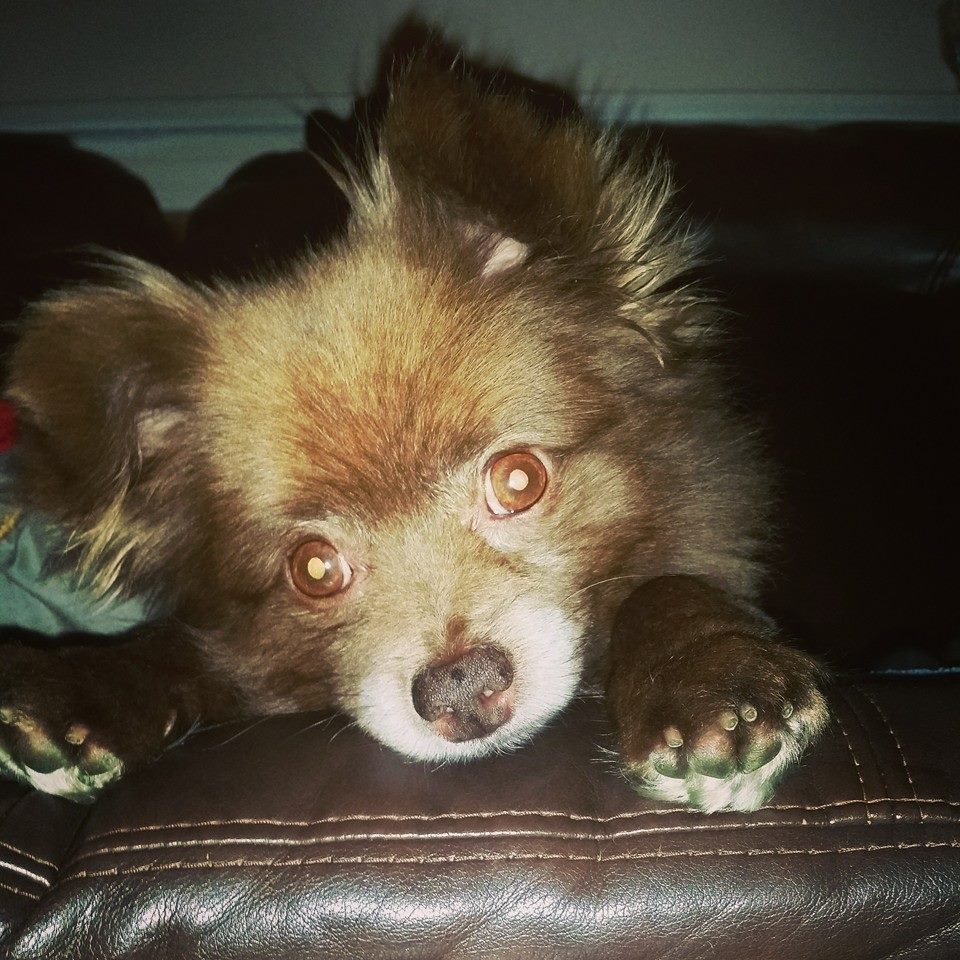 Woofcester Pet Care's Photo