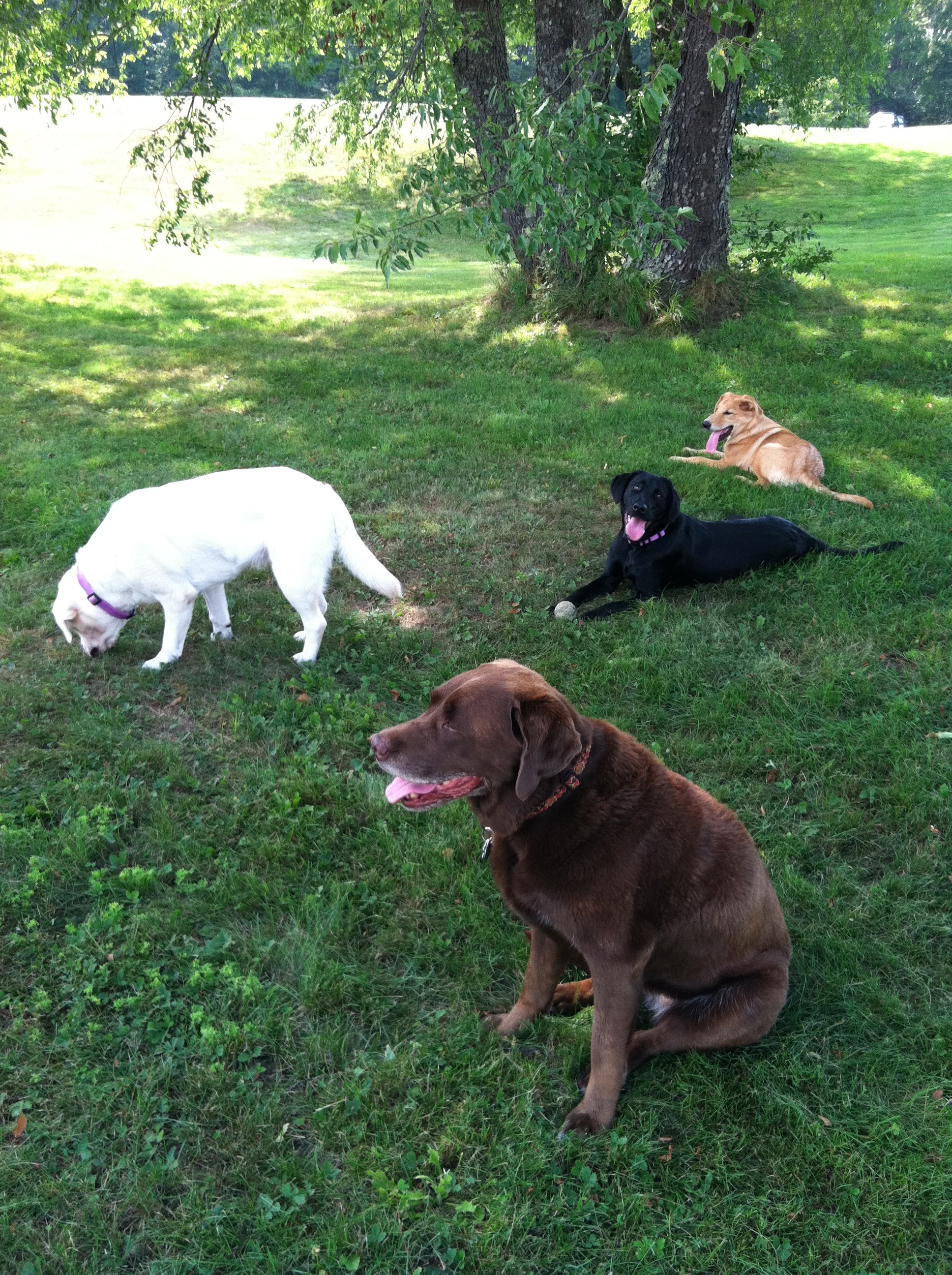 DeeDee's Dog Walking Service's Photo