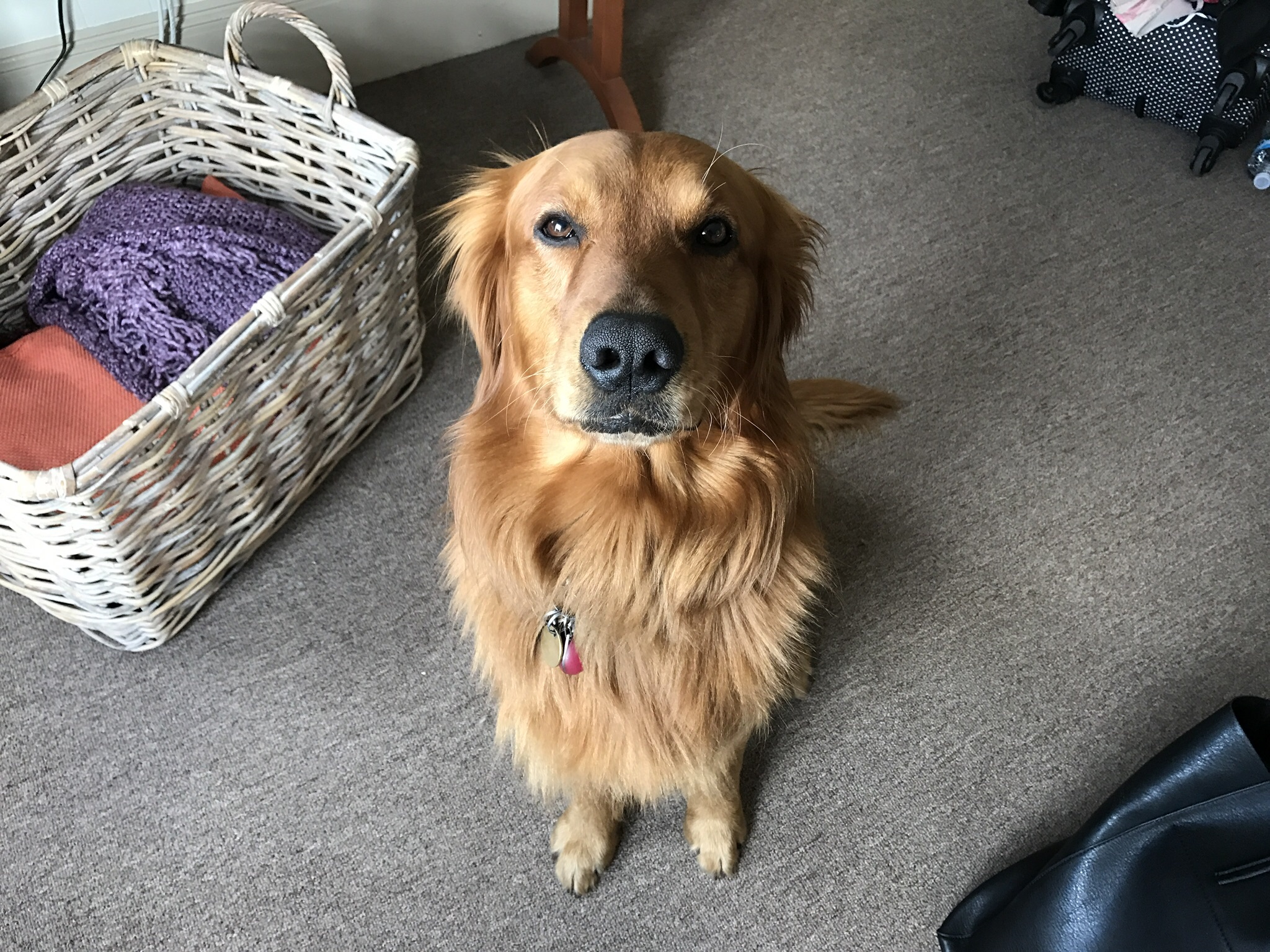 Daragan's Dog Care's Photo