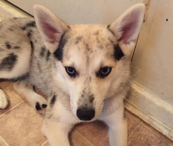 Metro Pets NYC's Photo