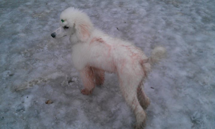 Mud Puppy Spaw and Resort, LLC's Photo