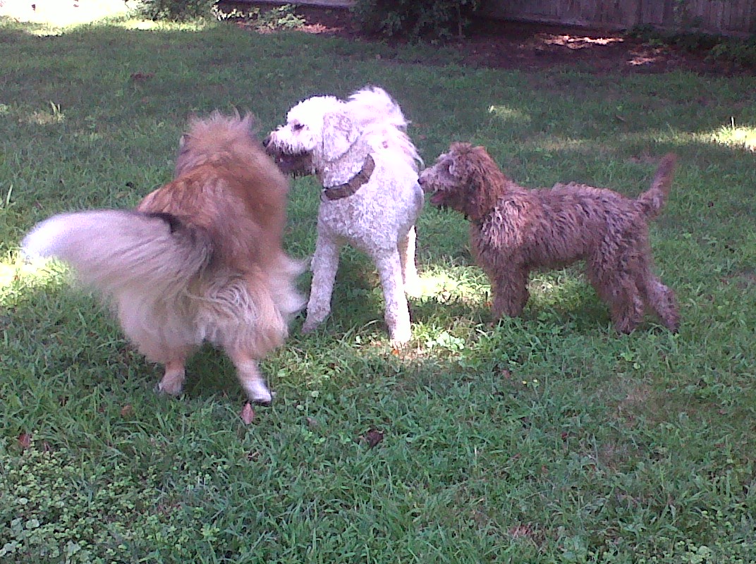 Pets a Go Go LLC's Photo