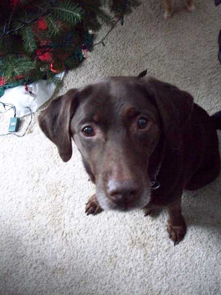 Pawsitive in home pet care's Photo