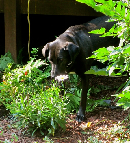 Heart and Home Pet Care Plus's Photo