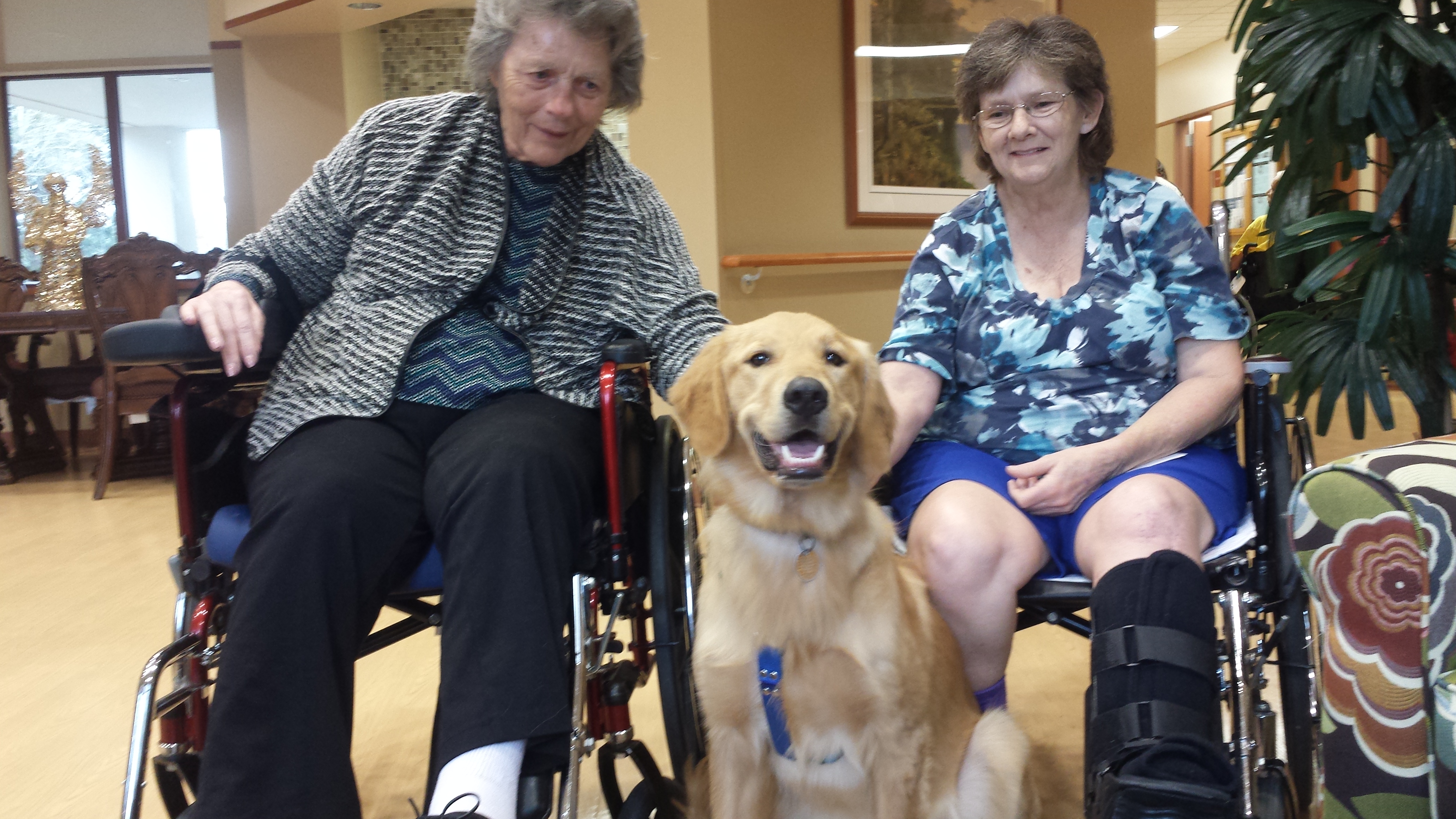 Claws and Paws Pet Care's Photo