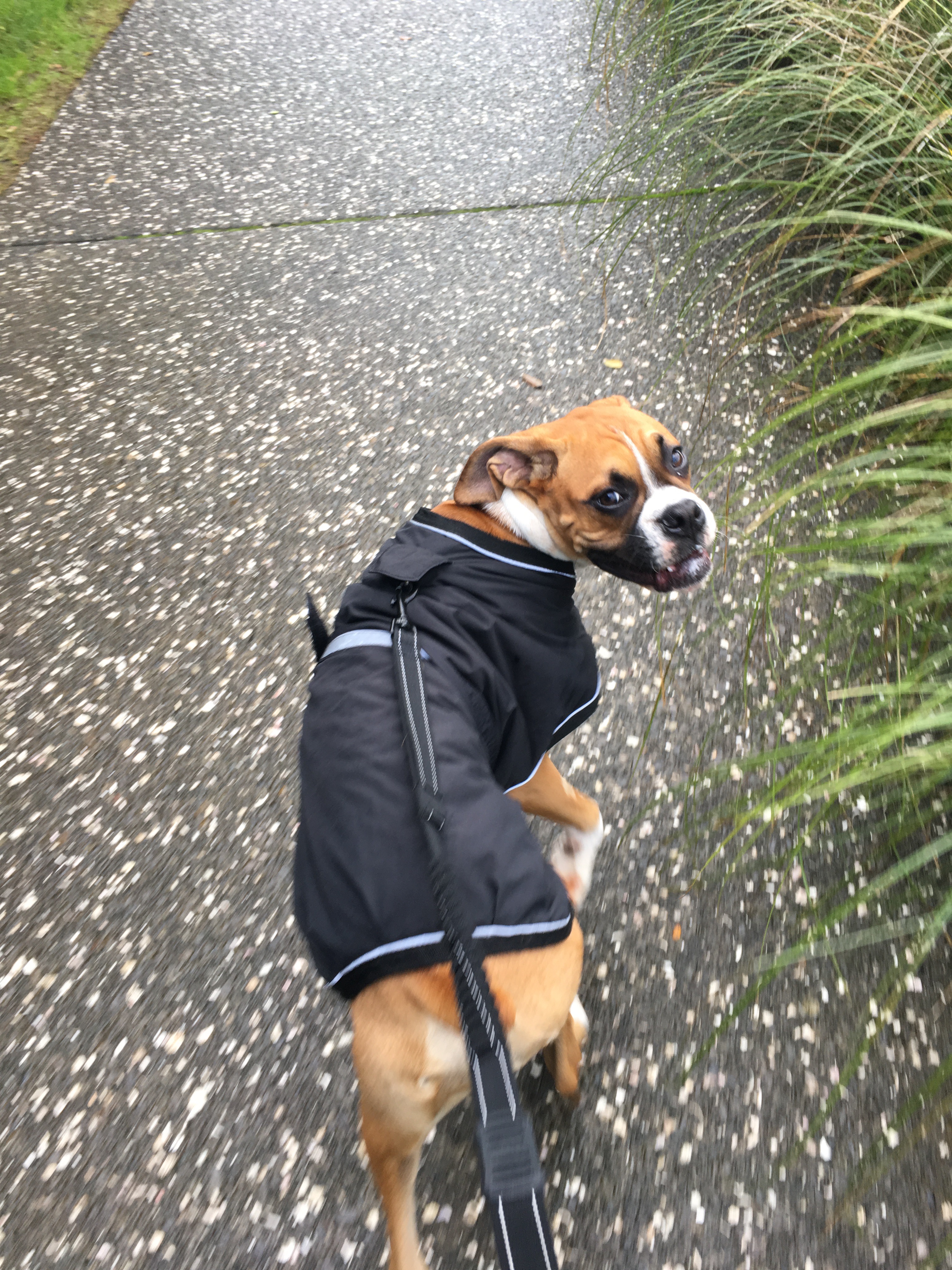 Wagging Tail Services's Photo