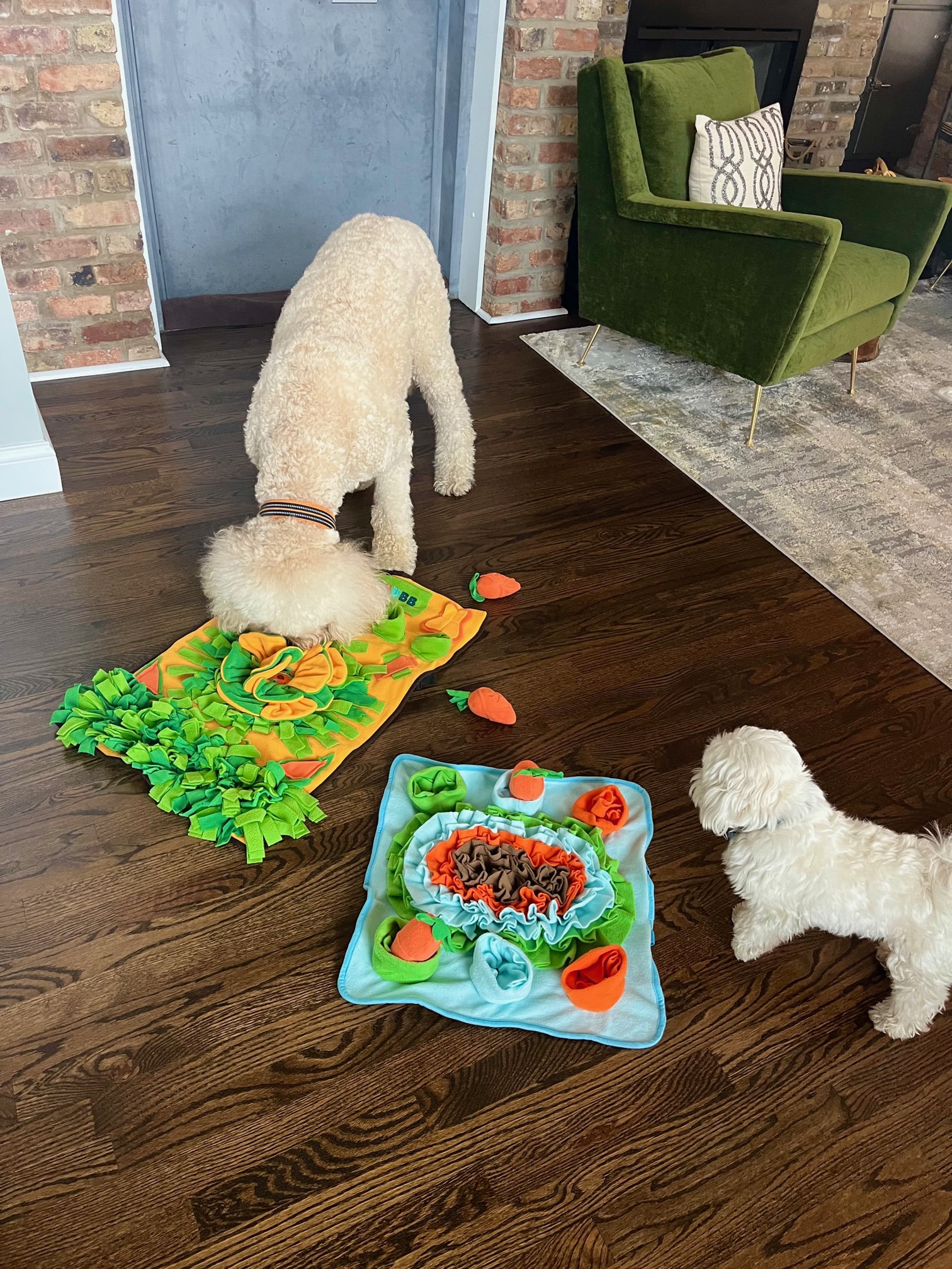 Healthy Dog Chicago's Photo