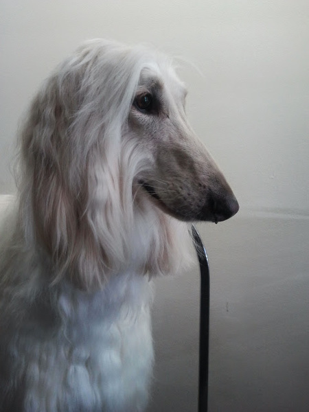 Puppycutz Pet Spa's Photo