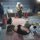 John Maurice Dog Help Training, Inc