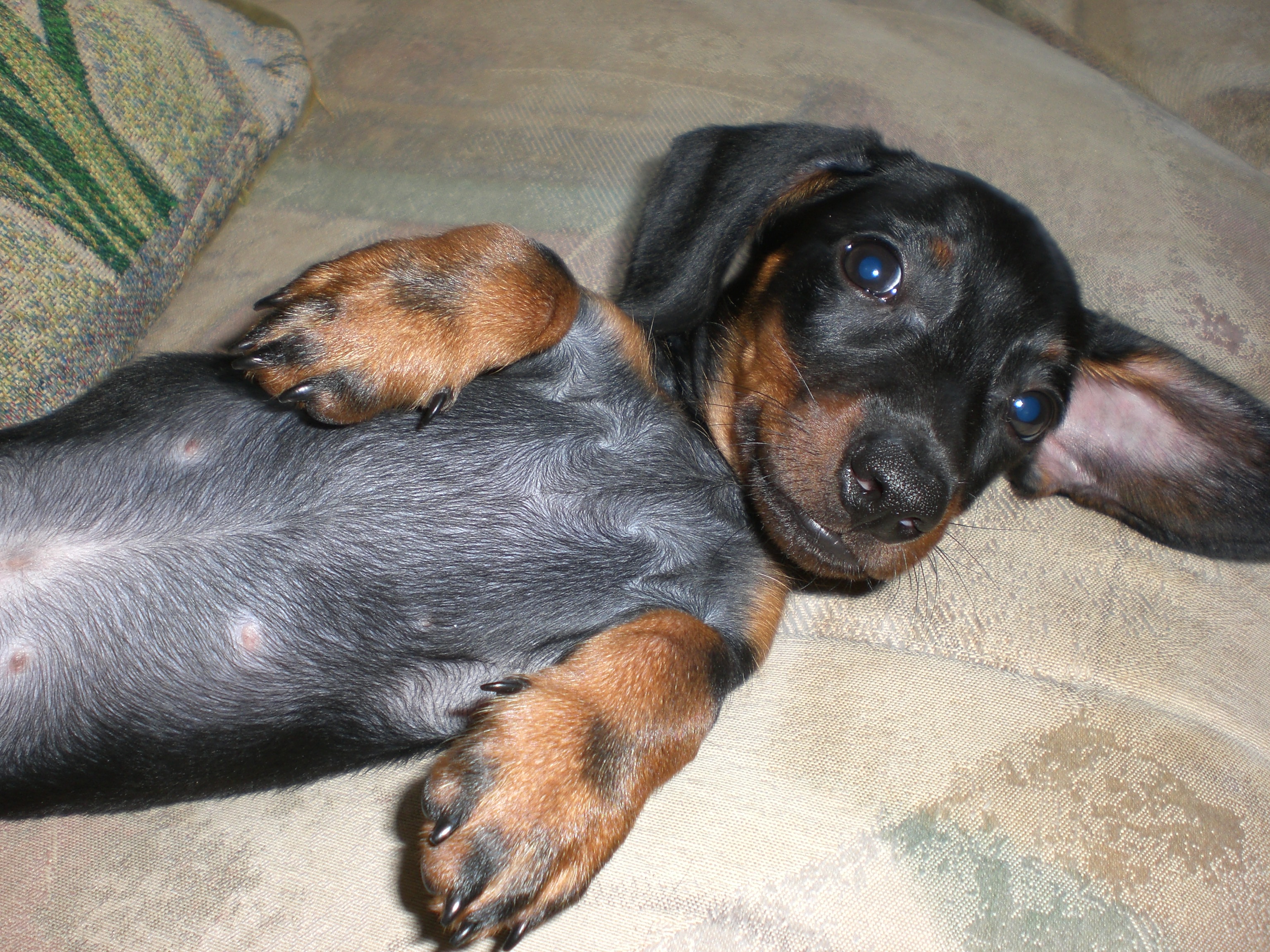 Jersey Dogs Petsitting's Photo