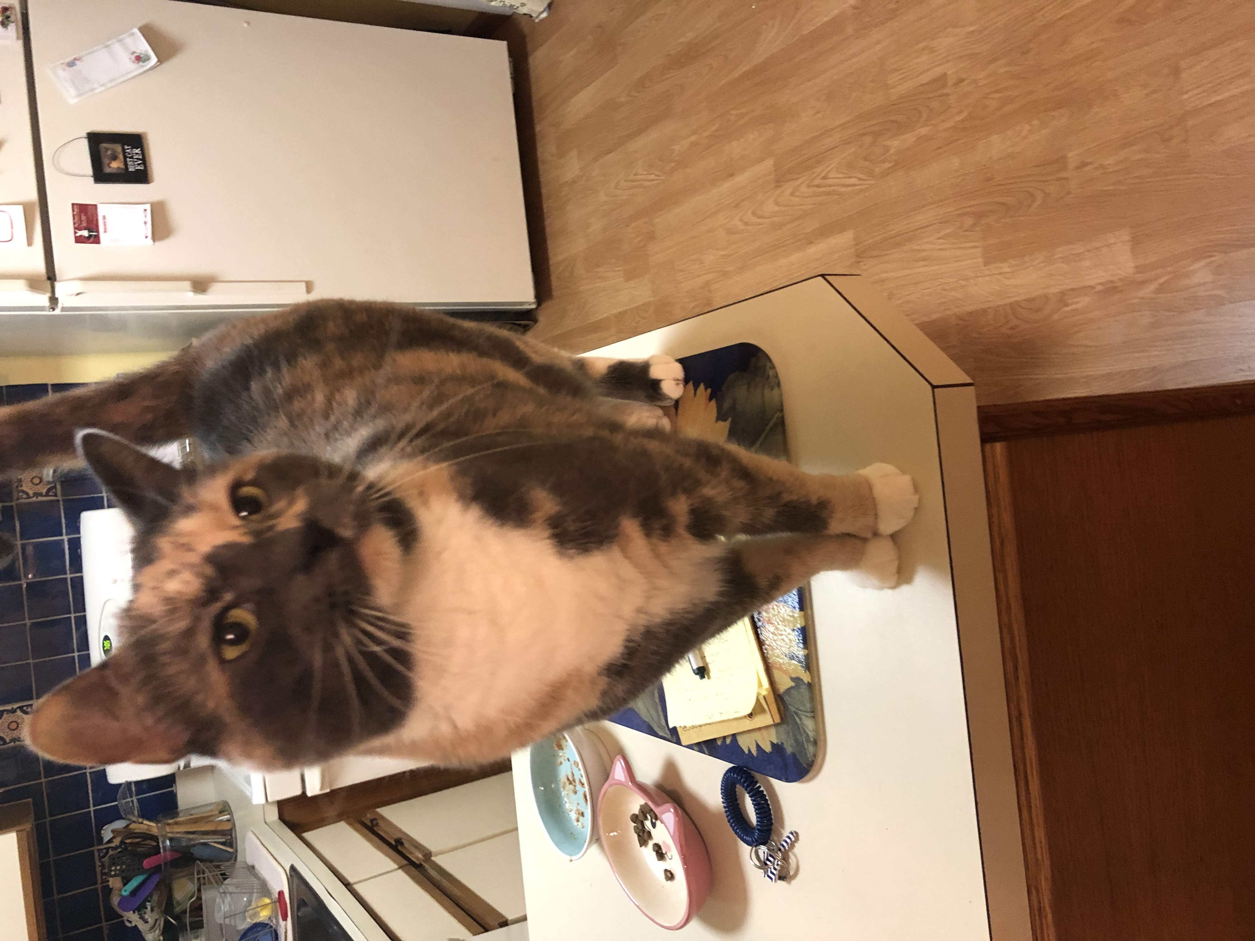 Home Sweet Home Pet Sitting's Photo