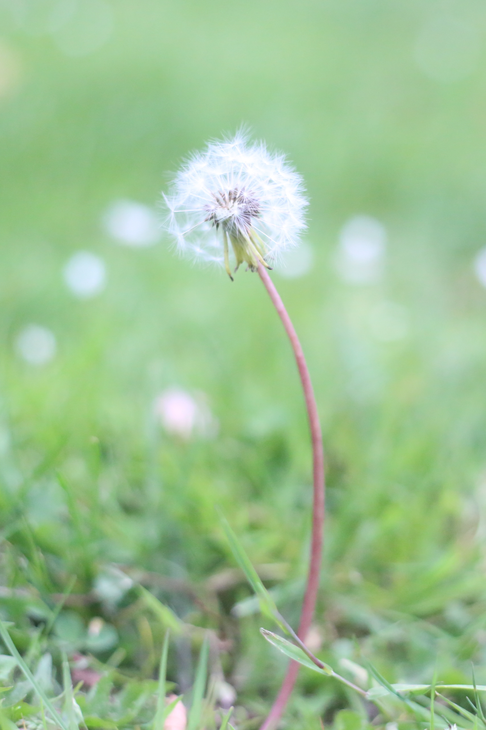 The Dandelion School's Photo