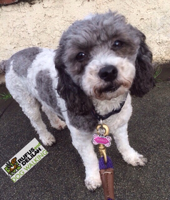 Rufus and Delilah Dog Walking's Photo