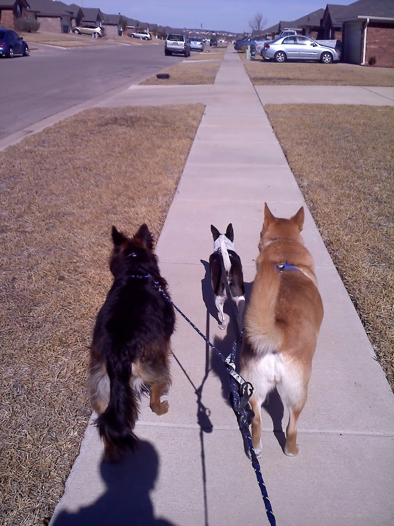 The Pawsitive Pooch, LLC's Photo