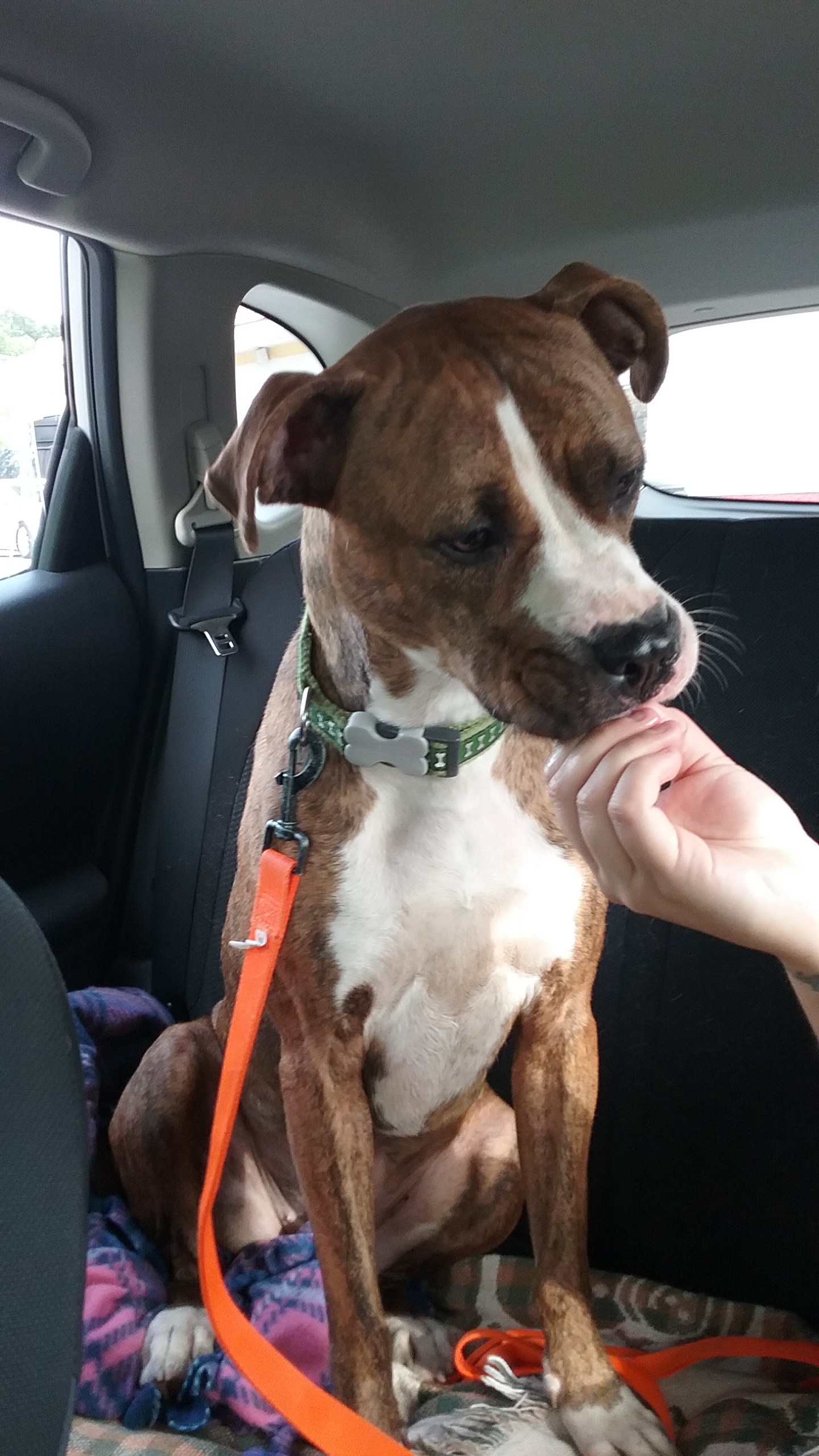 Paws Sit and Go's Photo