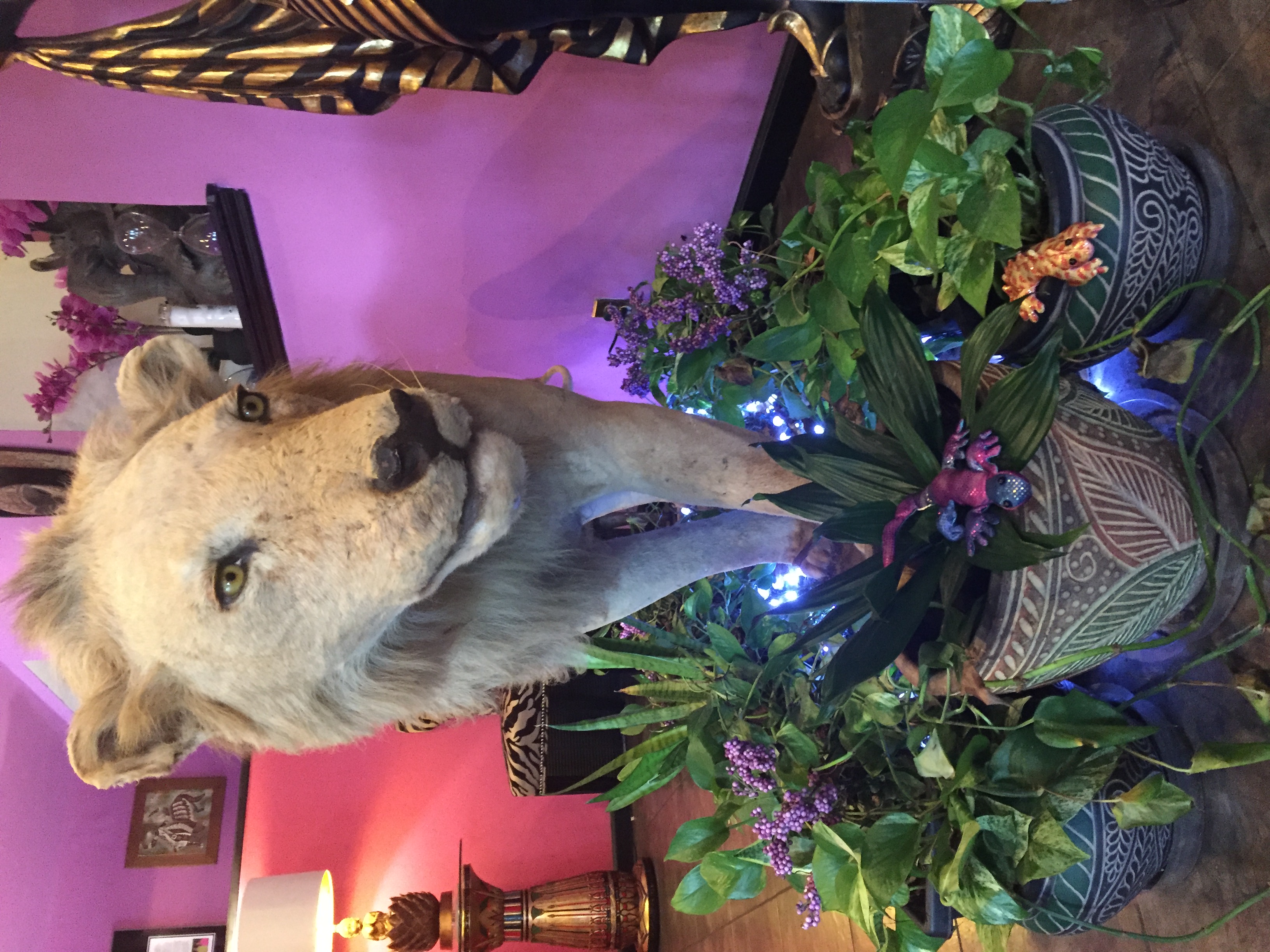 Leapin Lizards Academy's Photo