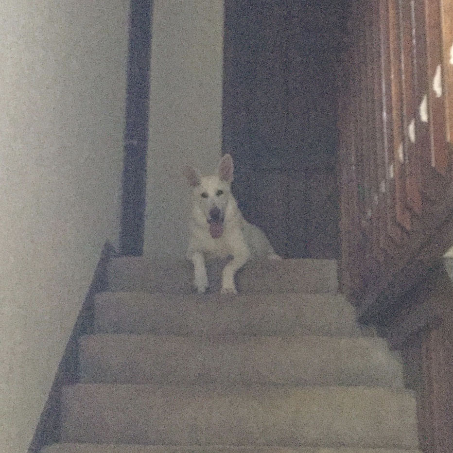 Cat & Company's Photo