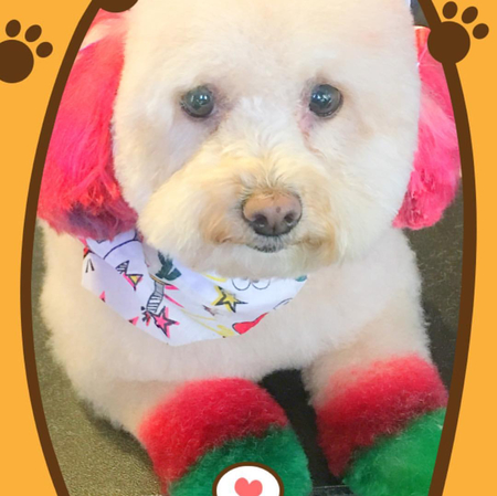 Pampered Pawz Grooming, LLC.