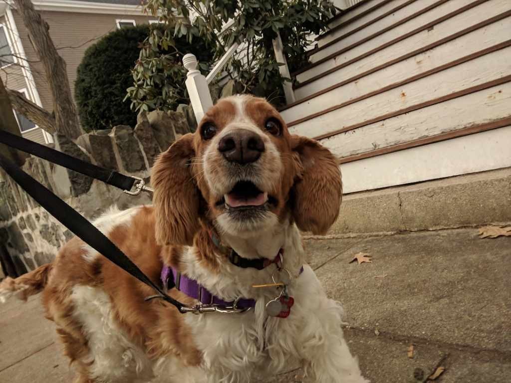 Paws to Consider's Photo