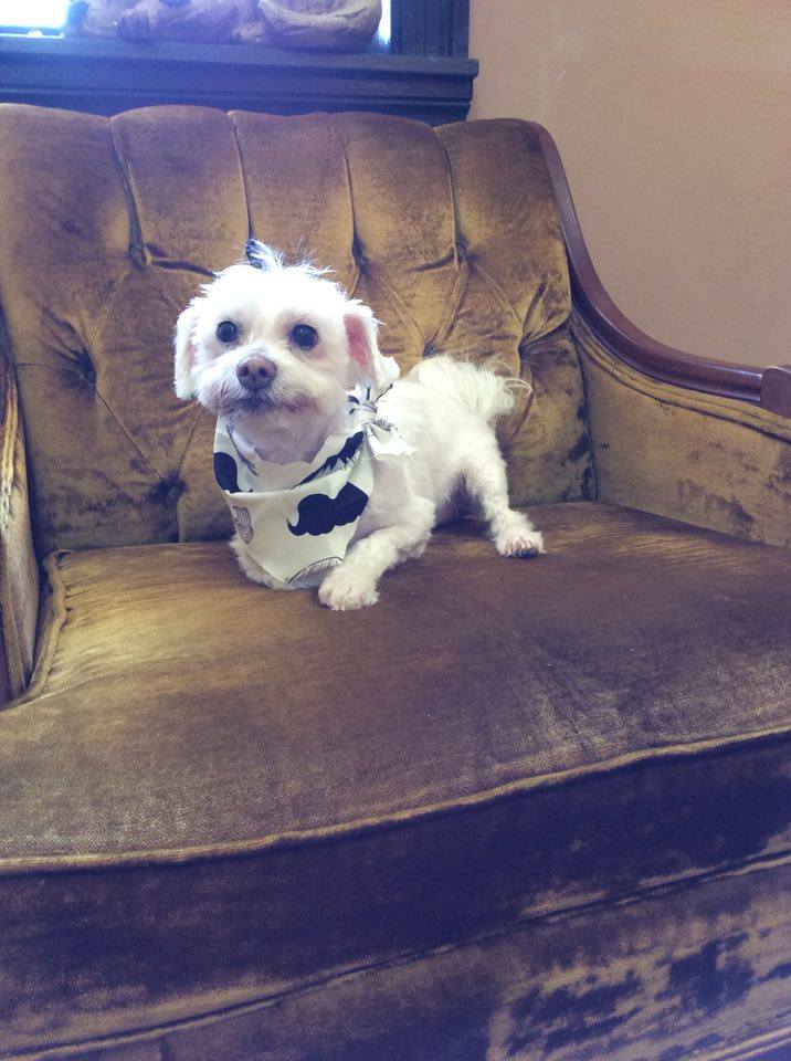 The Pawlor Pet Grooming's Photo