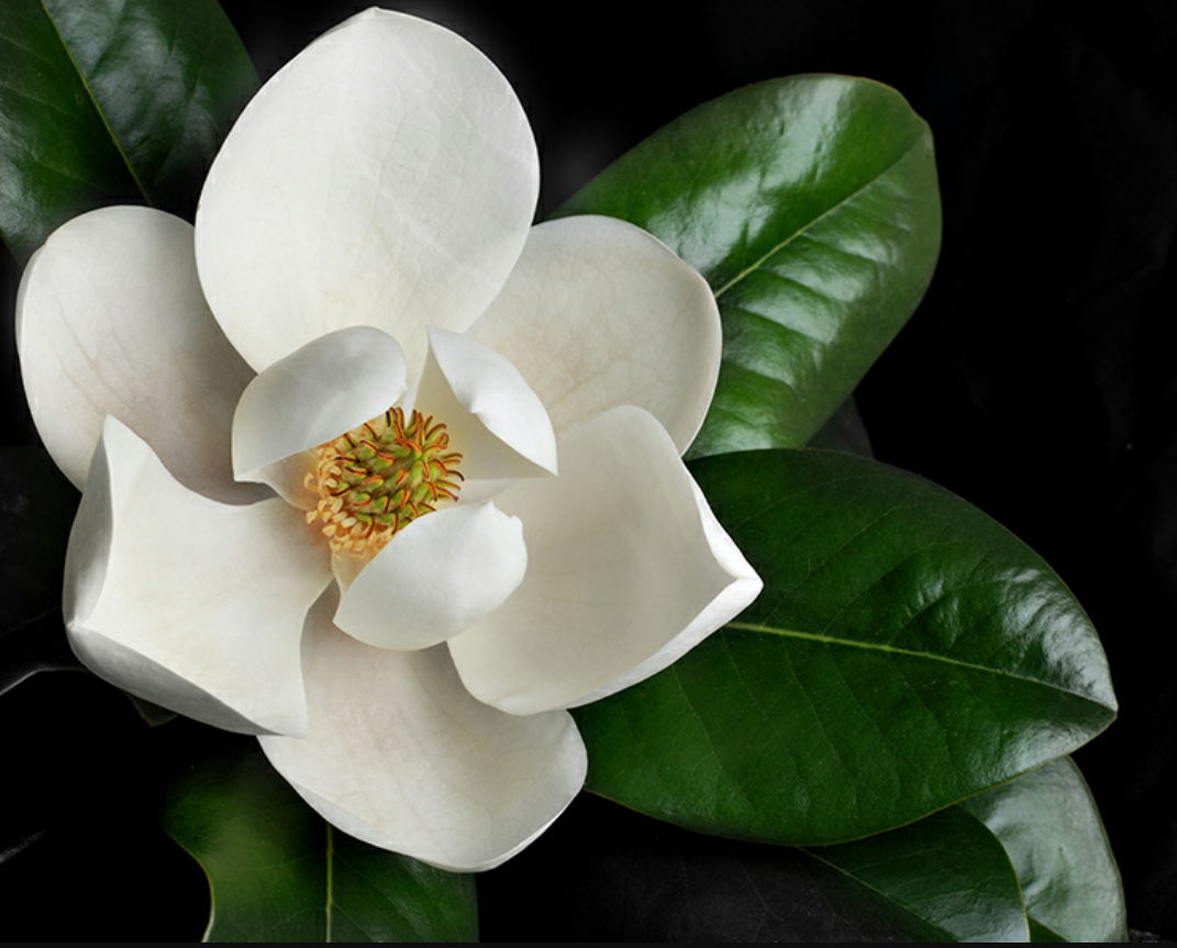 Southern Green Cleaning's Photo