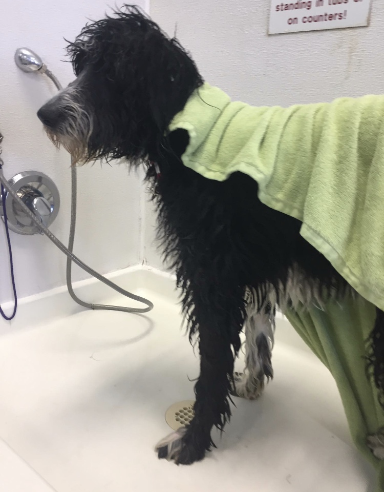 Happier at Home Mobile Pet Sitting's Photo