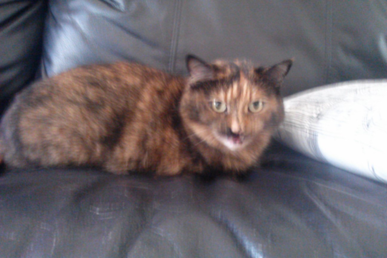 Claws and Paws Pet Sitting / Boarding / House Sitting's Photo