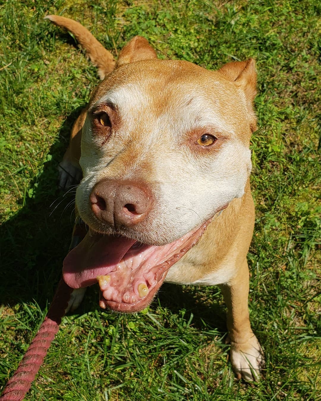 Healing Hands Animal Care LLC's Photo