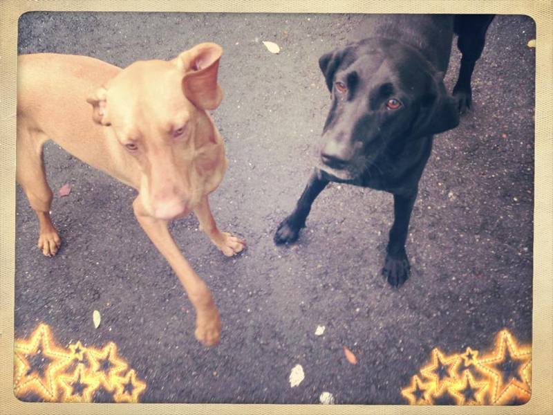 CT Dogwalker.com's Photo