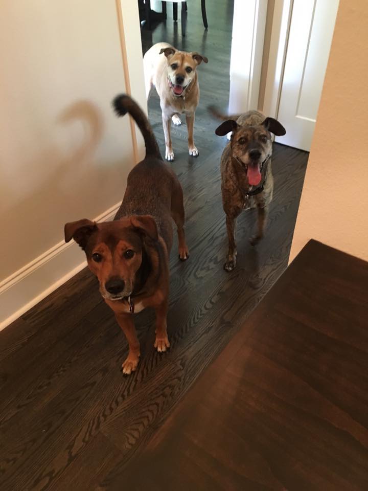 Wag-n-Walk, LLC's Photo