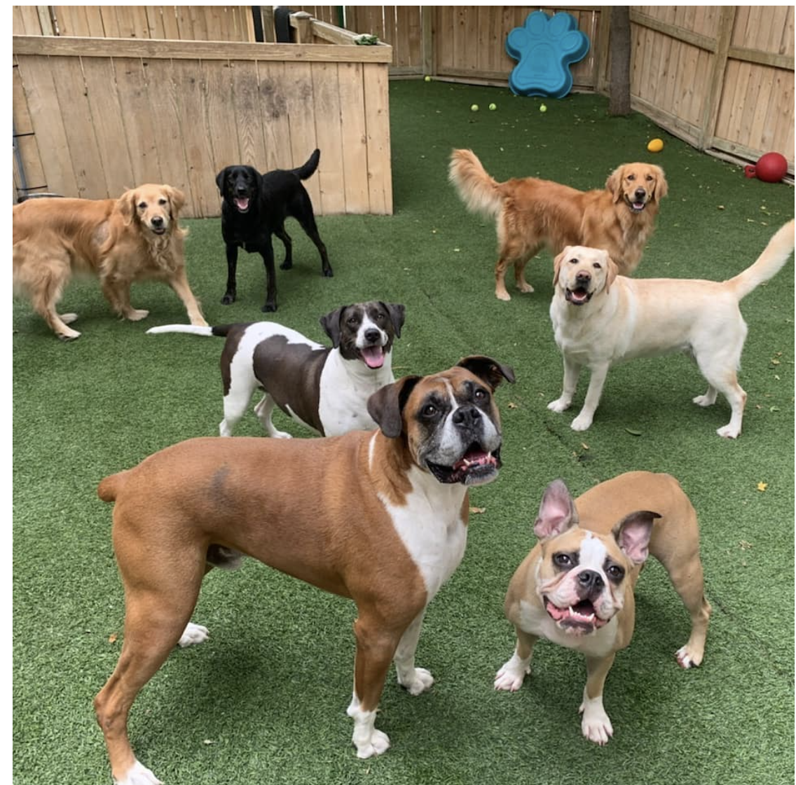 All About Pets's Photo