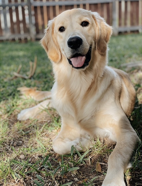 Scally Wags Pet Care's Photo