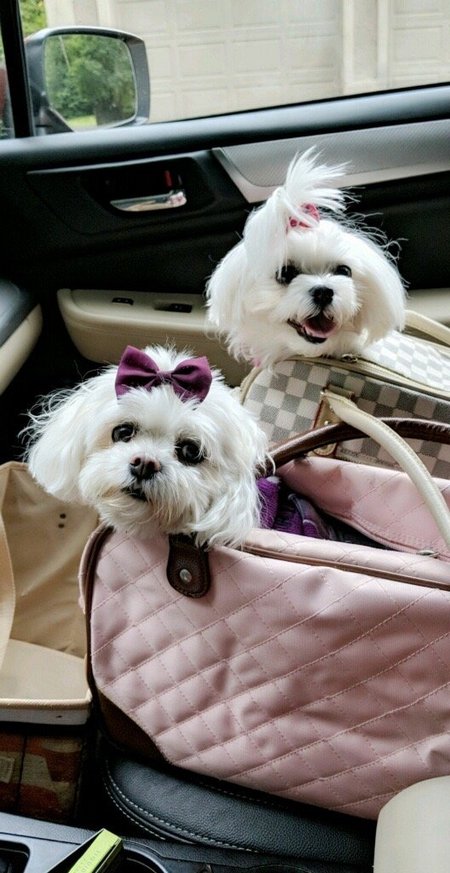 Ivy League Dogs's Photo