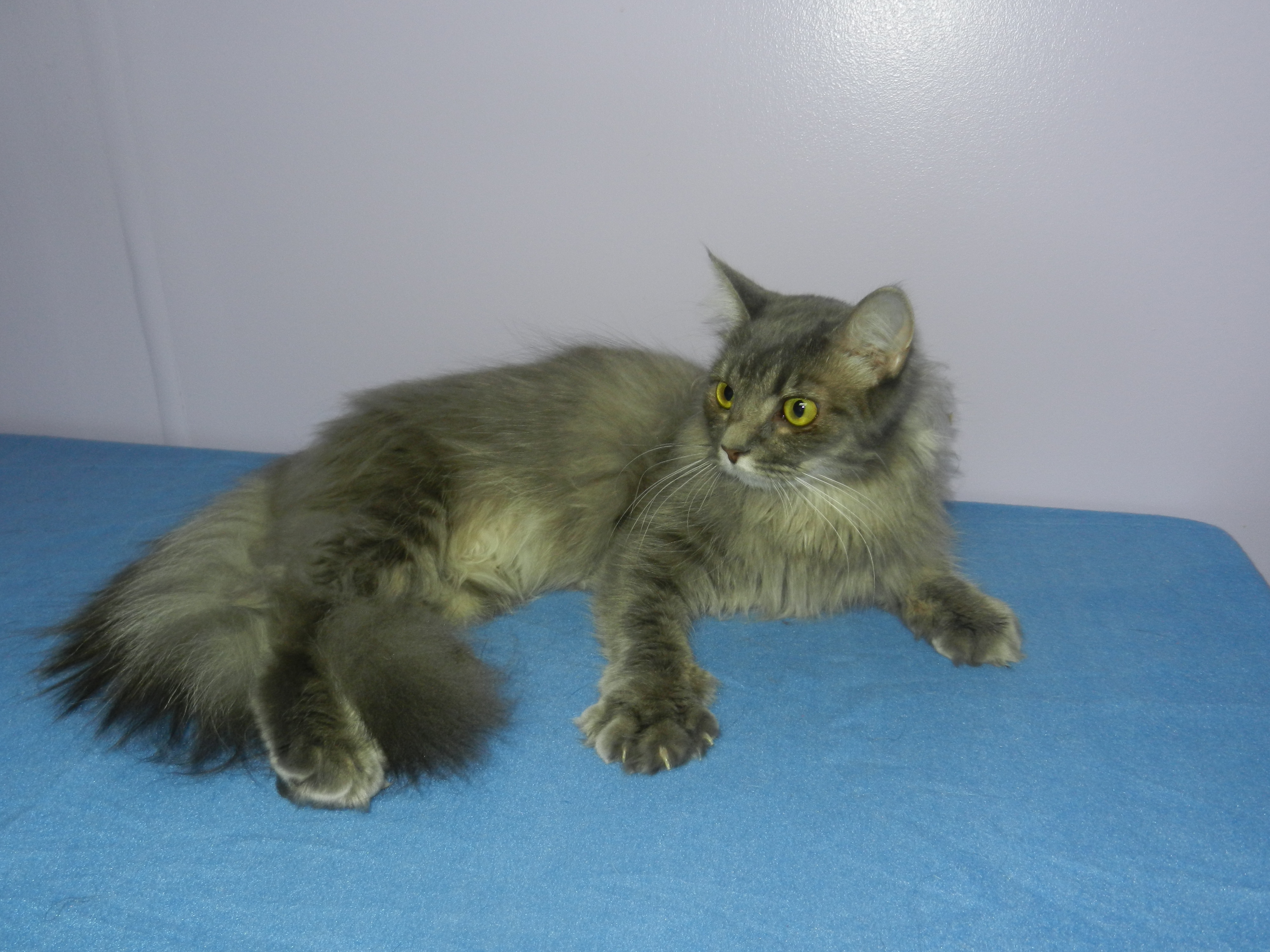 Pampered Paws & Claws's Photo