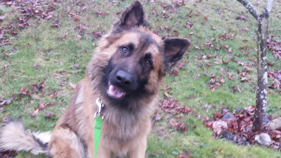 All About Dogs's Photo