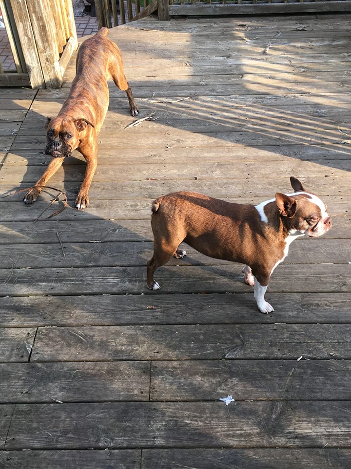 K9 Waste Removal LLC's Photo