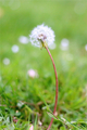 The Dandelion School